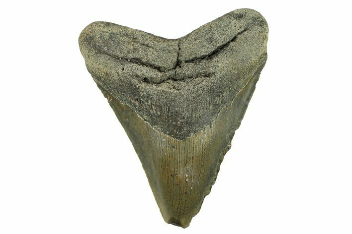 Serrated, Fossil Megalodon Tooth - North Carolina #295377